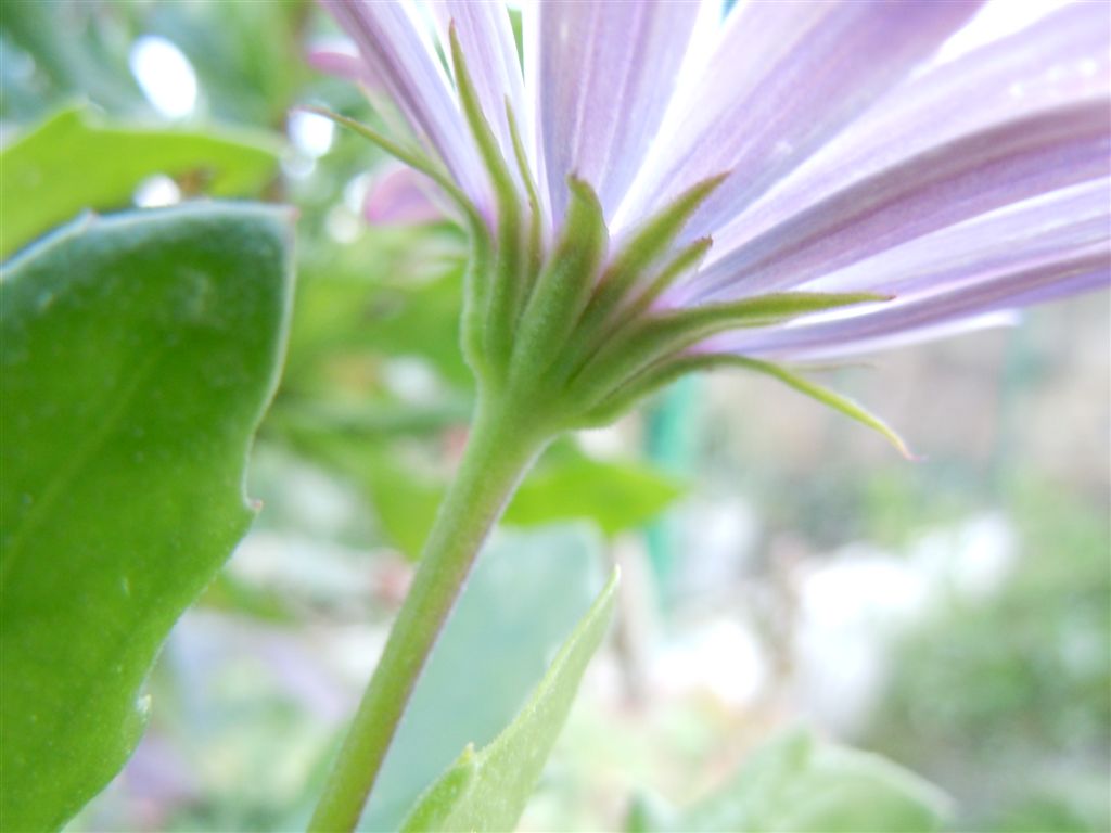 Fiore dubbio - Osteospermum ecklonis